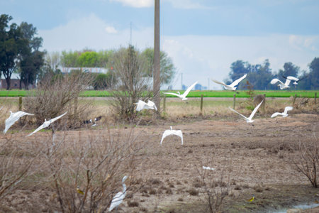 Birds flying in the sky over the rice field.