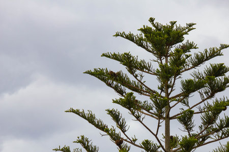 Araucaria araucana tree on cloudy sky backgroundの写真素材