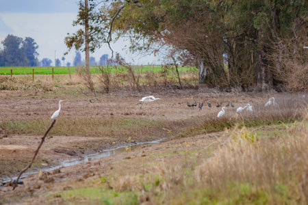 Cattle egrets in a field on a sunny winter day.の写真素材