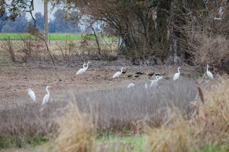 Snowy egret, Ardea alba, in a field in the Netherlandsの写真素材