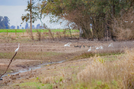 Egrets in a field in the Netherlands in the winter.の写真素材