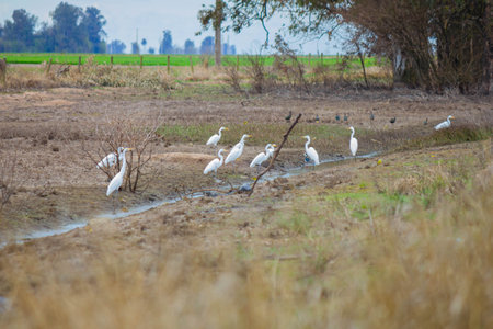 Cattle egret (Egretta garzetta) in the fieldの写真素材