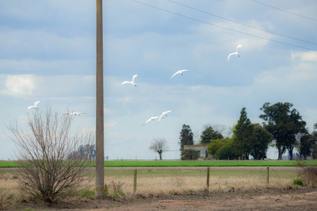 Seagulls flying over a field in the countryside of Australiaの写真素材