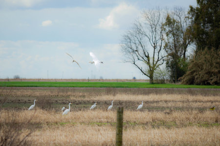 Herons flying in a field at springtime in the Netherlands.の写真素材