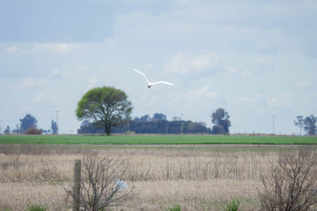 Seagull flying over a cornfield with trees in the backgroundの写真素材