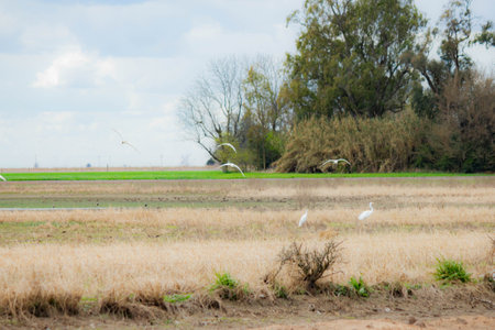 White egret in the rice field at thailand,selective focusの写真素材