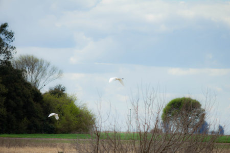 Great white egret (Ardea alba) flying over a fieldの写真素材