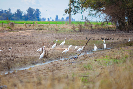 White Egrets in the rice field at Chiang Mai, Thailand
