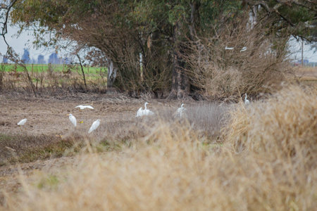 Egrets in the park. Birds in natural environment. Birds in nature.の写真素材