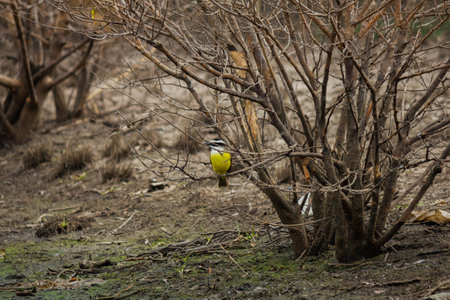 Yellow Wagtail (Motacilla alba) in natural habitatの写真素材