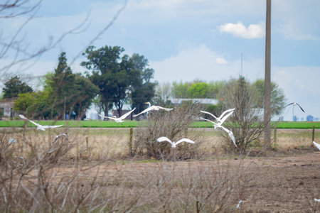 Seagulls flying over the field on a sunny day.の写真素材