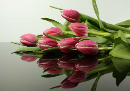 pink tulips on a black reflective table wih a white backgroundの写真素材