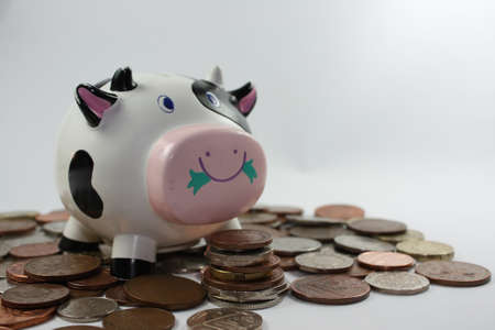 piggy bank cow stood on coinsの写真素材