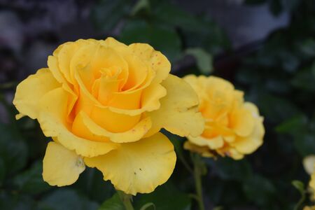 Nice closeup of blossomed yellow roseの写真素材