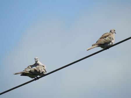Doves sitting on a power lineの写真素材