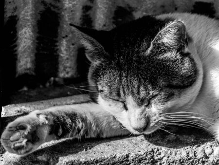 Black and white composition of the closeup of a cat sleeping on its pawの写真素材