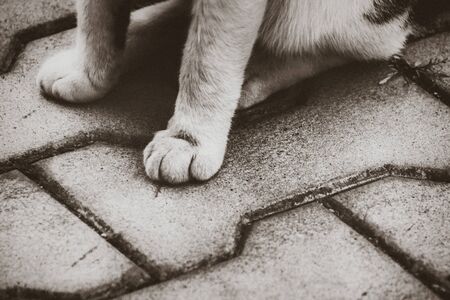 Closeup of cat paws on the pavementの写真素材