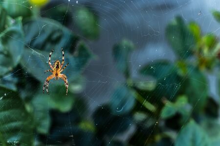 Closeup of a wasp spider resting on its web