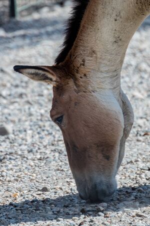 Mule holding its head near the groundの写真素材