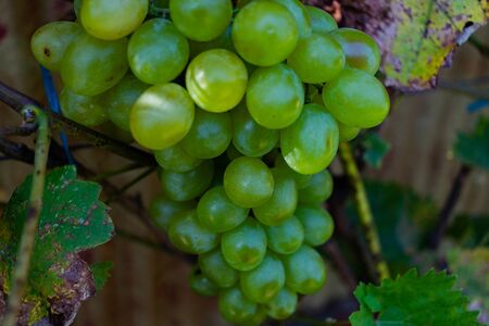 Closeup of sun rays hitting nice big white grapes and leaves in the vineyardの写真素材