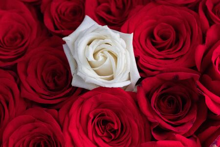 Bouquet of red roses with a single white rose in the centerの写真素材