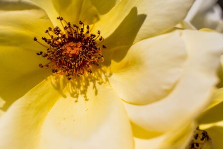 Extreme closeup of a yellow rose with its pistilの写真素材