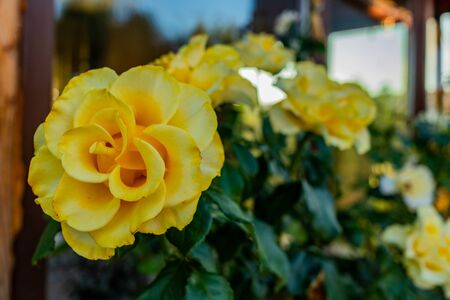 Closeup of blossomed yellow rose in the foreground and other blossomed yellow roses in the background with green leavesの写真素材