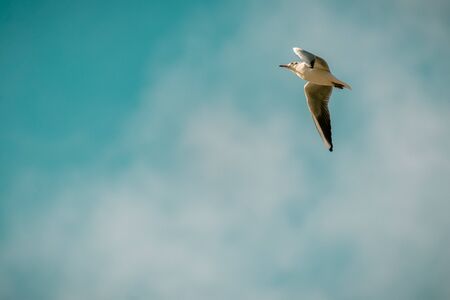 Nice view of a seagull flying against a clear skyの写真素材