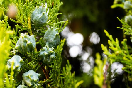Closeup of thuja tree fruitsの写真素材