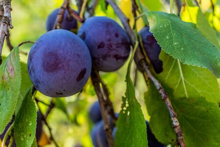 Closeup of ripe red plums hanging from a plum tree with green leaves on the branchesの写真素材