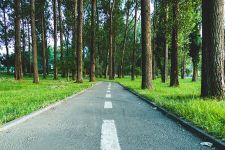 Road passing through tall trees forestの写真素材