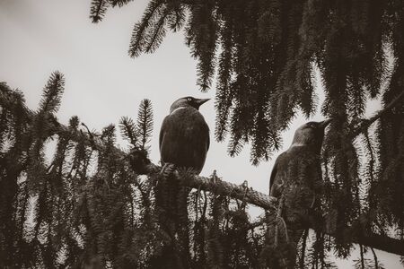 Black and white closeup of two crows sitting on a fir tree branchの写真素材