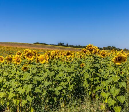 Large blossomed sunflower field on a sunny day with deep blue sky aboveの写真素材