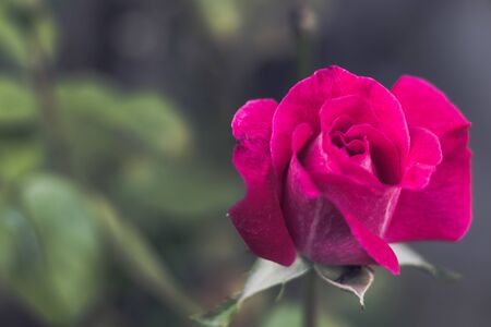 Closeup of a pink roseの写真素材