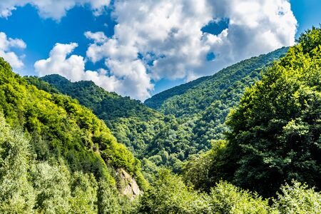 Sunlit mountain forest with puffy clouds aboveの写真素材
