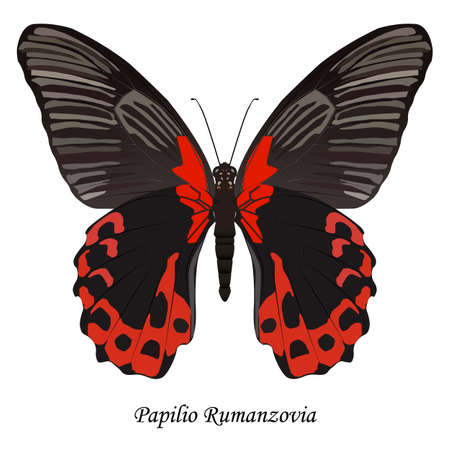 Illustration of Indonesia Swallowtail Butterfly - Papilio Rumanzovia.のイラスト素材