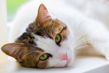 white home beautiful cat with green eyesの写真素材