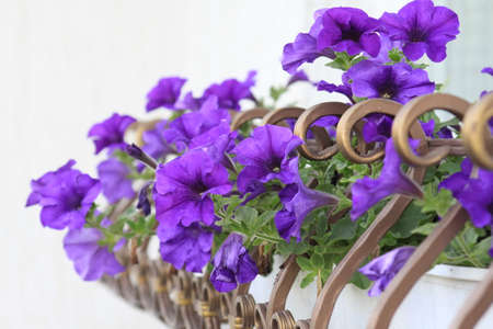 petunia flowersの写真素材