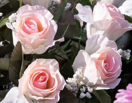 China roses in Frankby Cemetary Wirralの写真素材