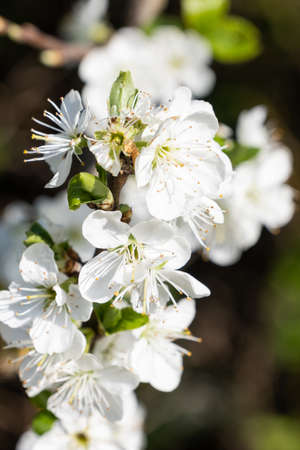 white blossom on a tree in the early Spring at Upton Wirral April 2021