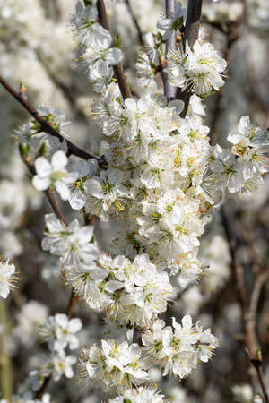 white blossom on a tree in the early Spring at Upton Wirral April 2021