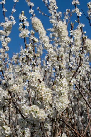 white blossom on a tree in the early Spring at Upton Wirral April 2021