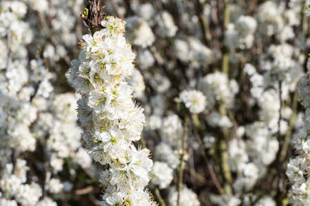 white blossom on a tree in the early Spring at Upton Wirral April 2021