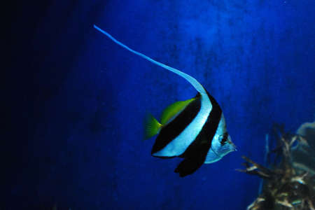 Fish in aquariumの写真素材