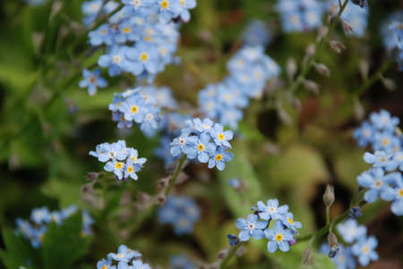 Flowers with large depth of fieldの写真素材
