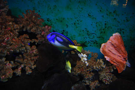 general colourful fish in aquariumの写真素材