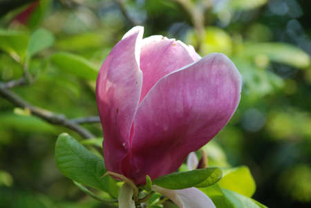 Purple flower in the park, opened up.の写真素材