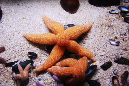Star fishの写真素材
