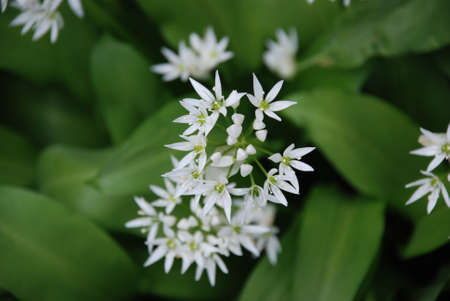 white flowers in the park