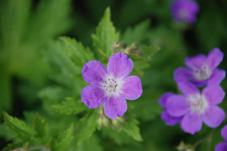 Purple flowers in the aprkの写真素材